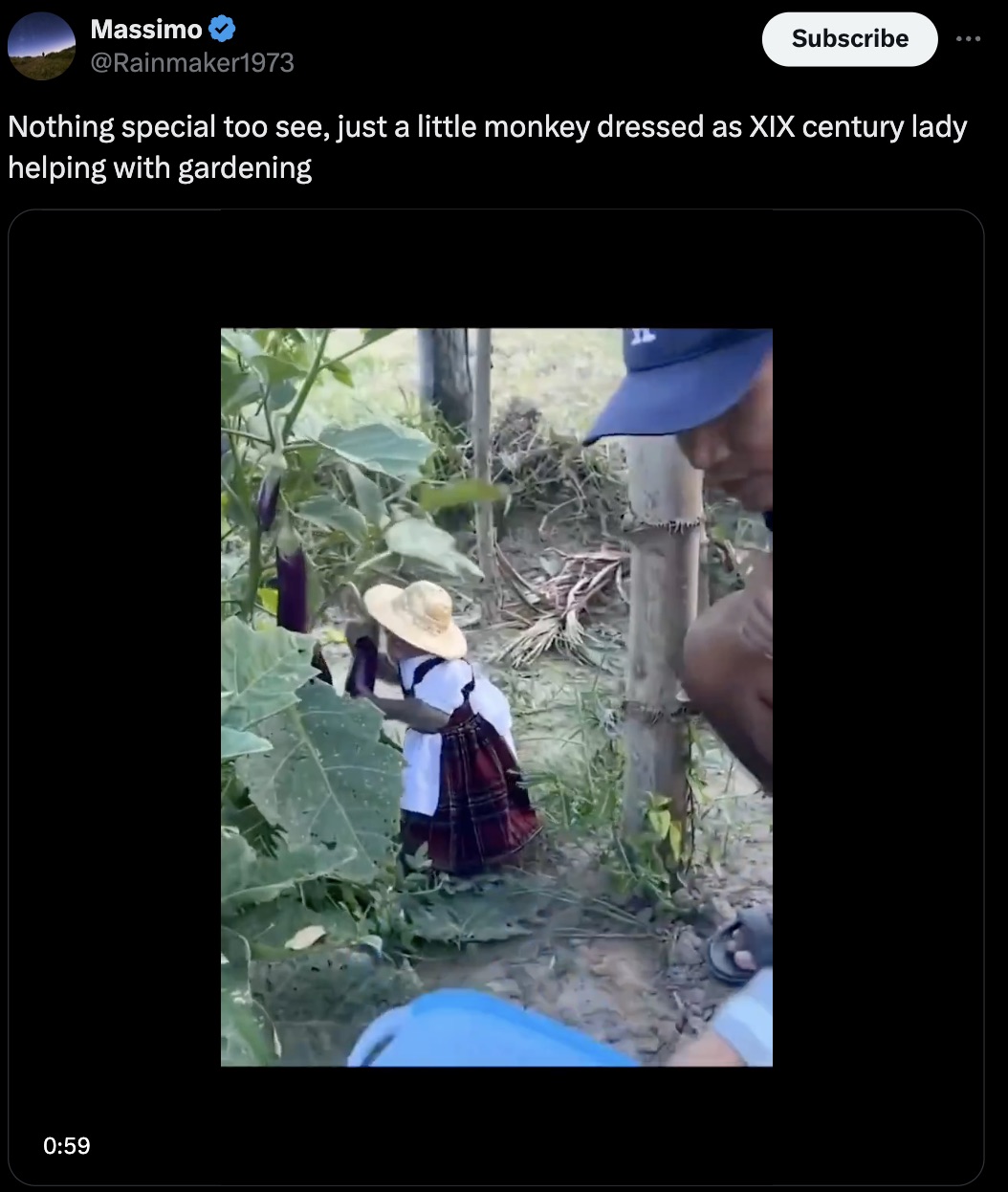 screenshot - Massimo Subscribe Nothing special too see, just a little monkey dressed as Xix century lady helping with gardening